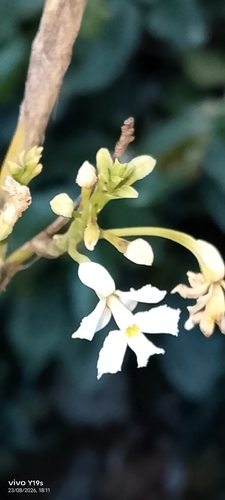 Epidendrum blepharistes, photograph 1
