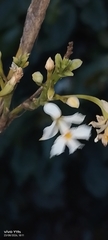 author not stated, no rights reserved Epidendrum blepharistes, photograph author not stated, no rights reserved
