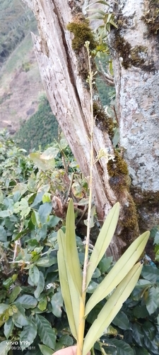 Epidendrum blepharistes, photograph 3