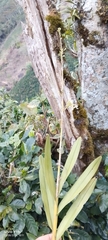 author not stated, no rights reserved Epidendrum blepharistes, photograph author not stated, no rights reserved