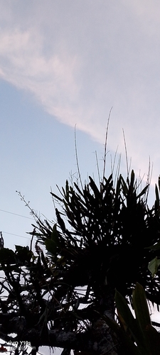 Epidendrum blepharistes, photograph 4