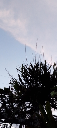 Epidendrum blepharistes, photograph 5