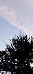 author not stated, no rights reserved Epidendrum blepharistes, photograph author not stated, no rights reserved