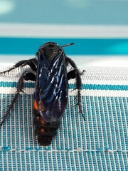 Pygodasis ephippium ephippium