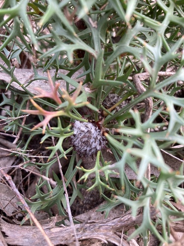 Horny Cone-bush