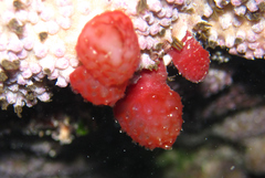 Eudistoma