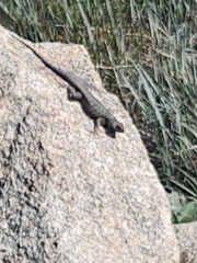 Sceloporus graciosus