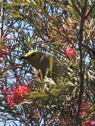 White-plumed Honeyeater