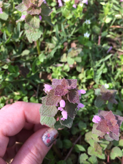 Lamium purpureum