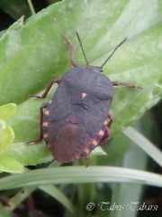 Dinidoridae