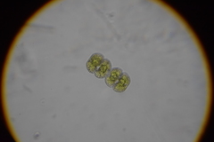 Cosmarium punctulatum