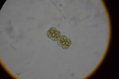 Cosmarium punctulatum