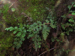 Asplenium papaverifolium