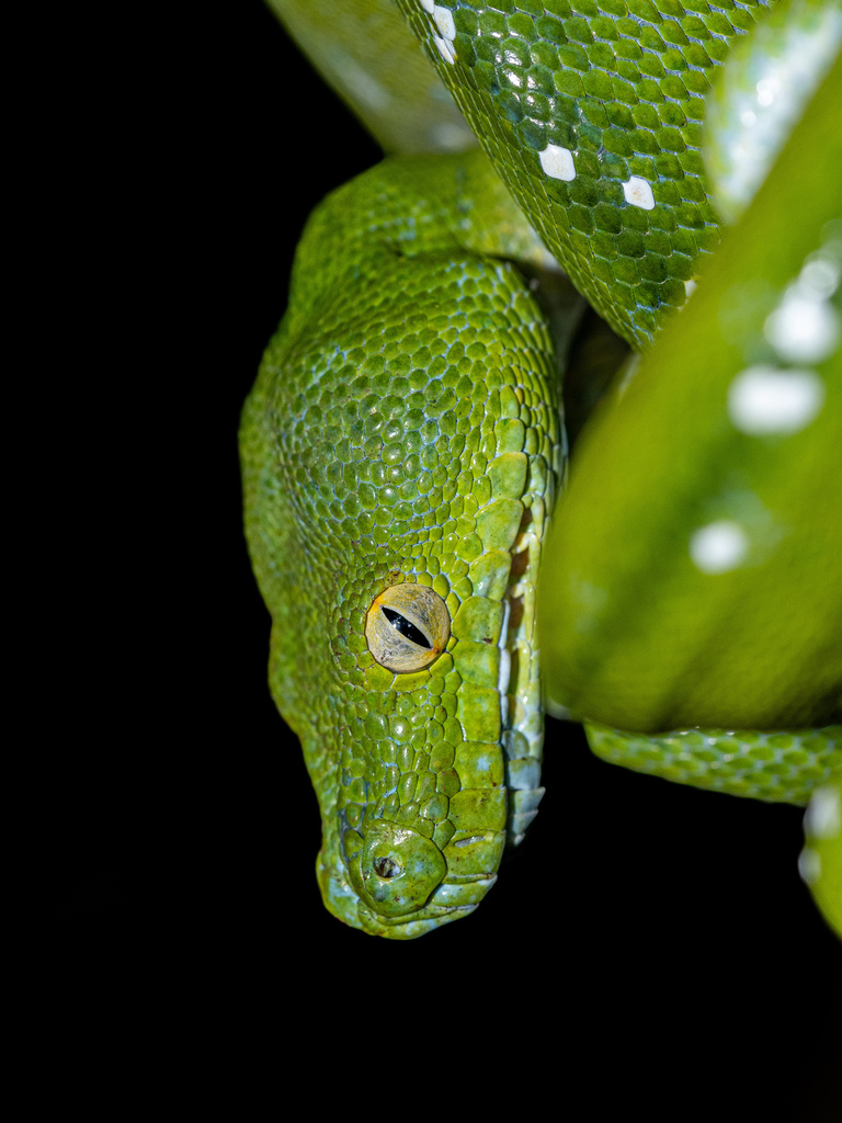 Sanca hijau (Morelia viridis)