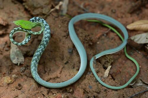 Oriental Whipsnake