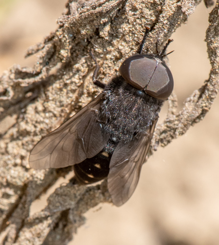 Tabanus kesseli