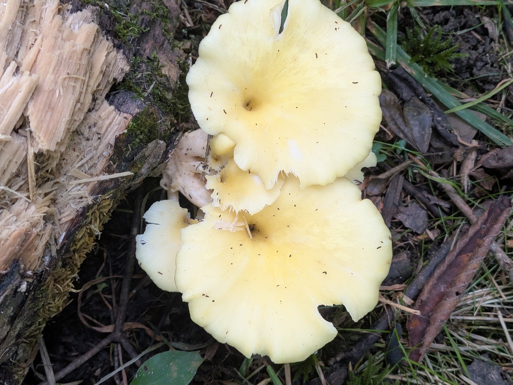 Golden Oyster Mushroom · August 2026 · photo: Photo: (c) Michael and Antoni Hinczewski, some rights reserved (CC BY) · iNaturalist