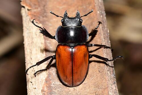 Neolucanus tao