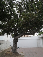 Ficus
