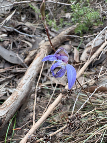 blue finger-orchid