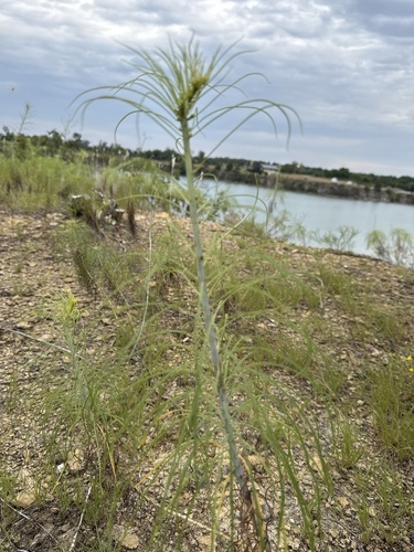 Willowleaf Sunflower