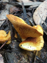 Austropaxillus muelleri