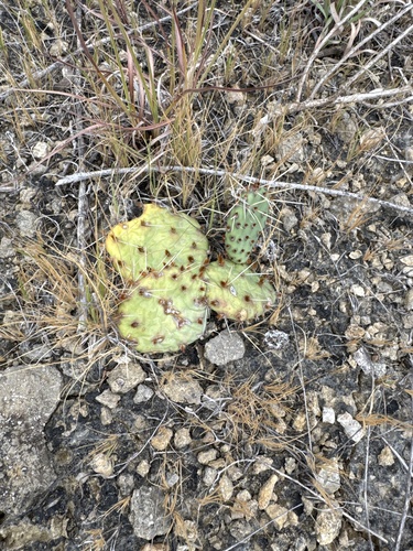 prairie pricklypear