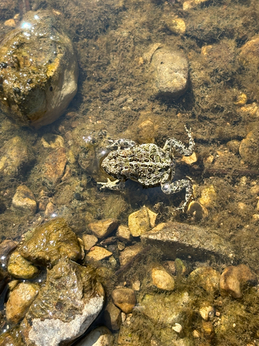 Canadian Toad