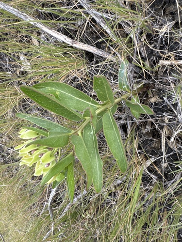 green antelopehorns
