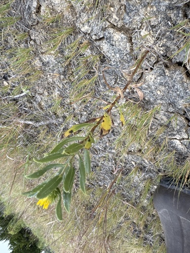 Narrowleaf Gumweed