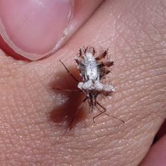 Phyllomorpha laciniata