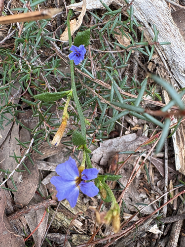 Blue Dampiera