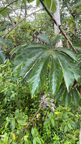Cecropia obtusifolia observed 2026-08-23