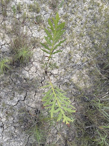 compass plant