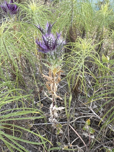Leavenworth's eryngo