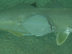 Turrum coeruleopinnatum