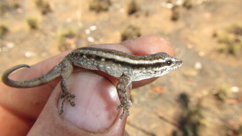 Common Dwarf Gecko