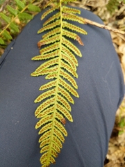 Blechnum parrisiae