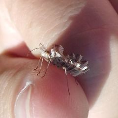 Phyllomorpha laciniata