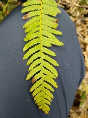 Blechnum parrisiae