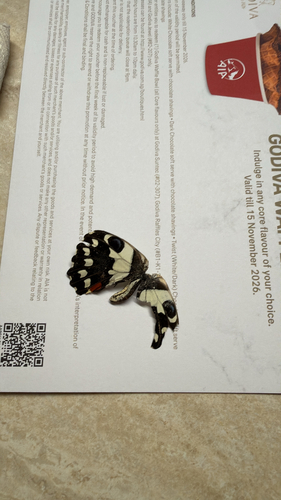 Papilio demoleus malayanus