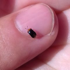 Geocoris erythrocephalus