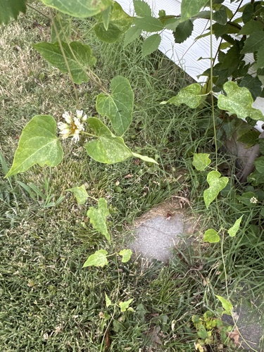 honey-vine climbing milkweed