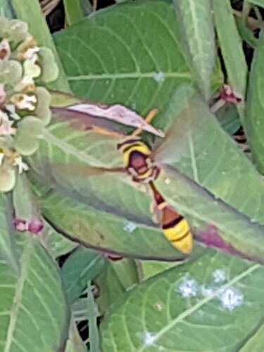 Okinawa Mud Wasp