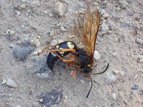 Sphecius grandis