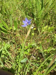 Sisyrinchium mucronatum
