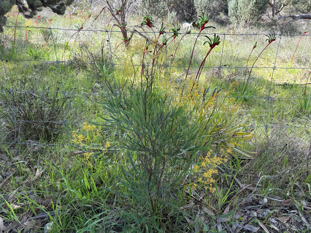 Stirlingia latifolia; photograph (c) smathichong, some rights reserved (CC BY)