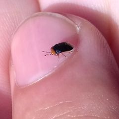 Geocoris erythrocephalus