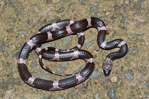 Futsing Wolf Snake
