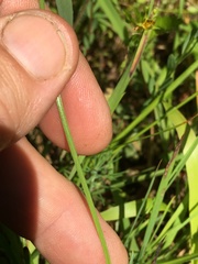 Sisyrinchium mucronatum